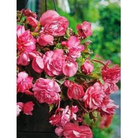 Бегония Ампельная Пинк 1шт ЦО