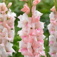 Гладиолус Адреналин 5шт