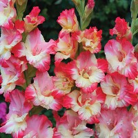 Гладиолус Жирона 5шт