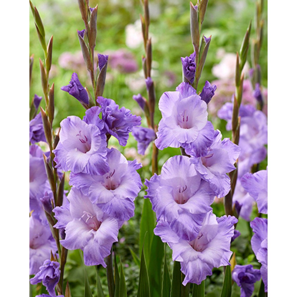 Калла Элегант Свон ЦО