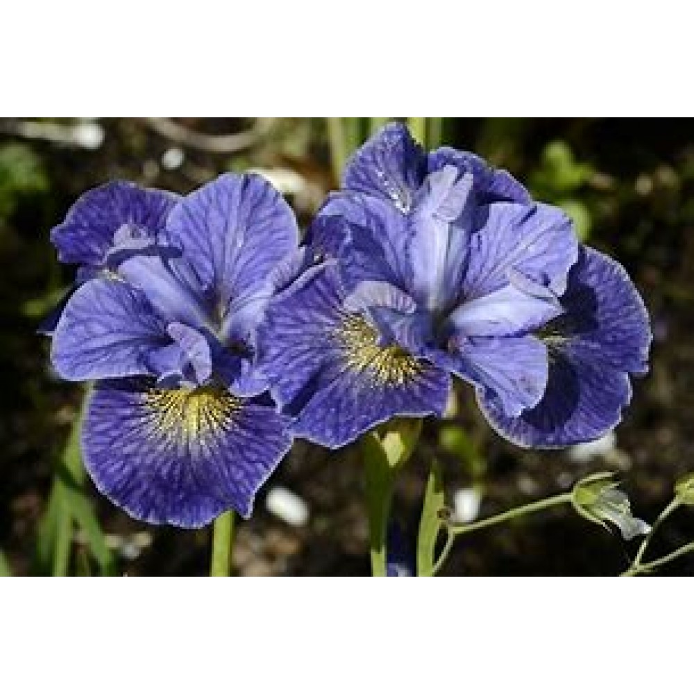 Ирис сибирский Йеллоу Тейл ЦО