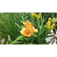 Лилейник гибридный Бали Хай ЦО