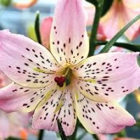 Лилия азиатская Корсаж 2шт ЦО