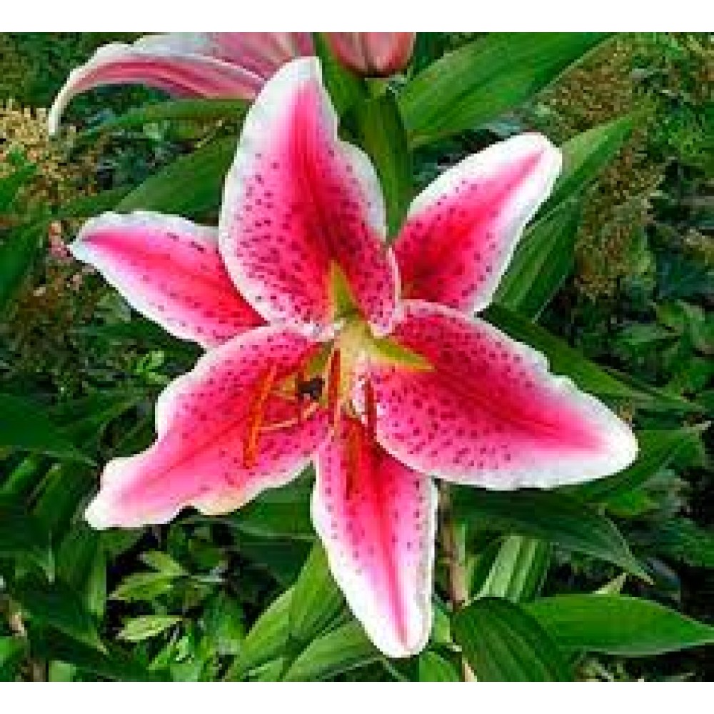 Лилия восточная Барбадос 3шт ЦО