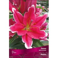 Лилия восточная Фурио 2шт ЦО
