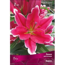 Лилия восточная Фурио 2шт ЦО