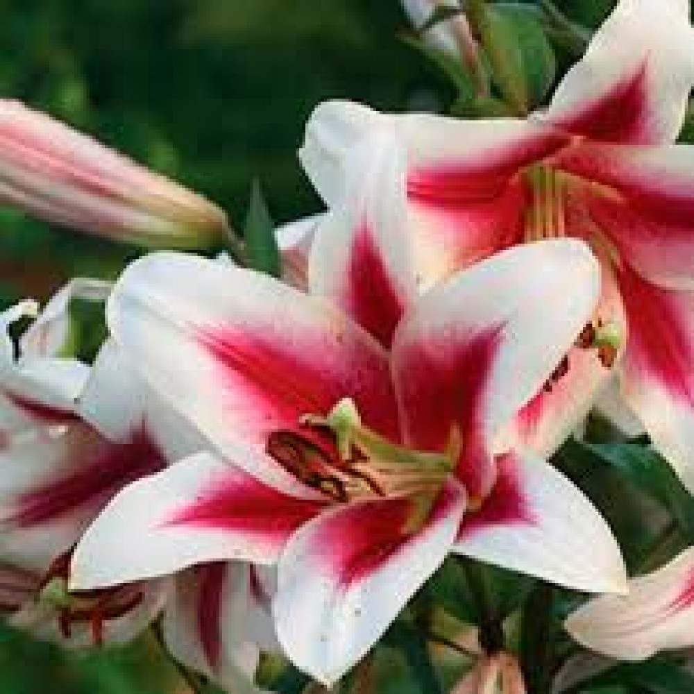 Лилия ОТ-гибрид Алтари 2шт ЦО