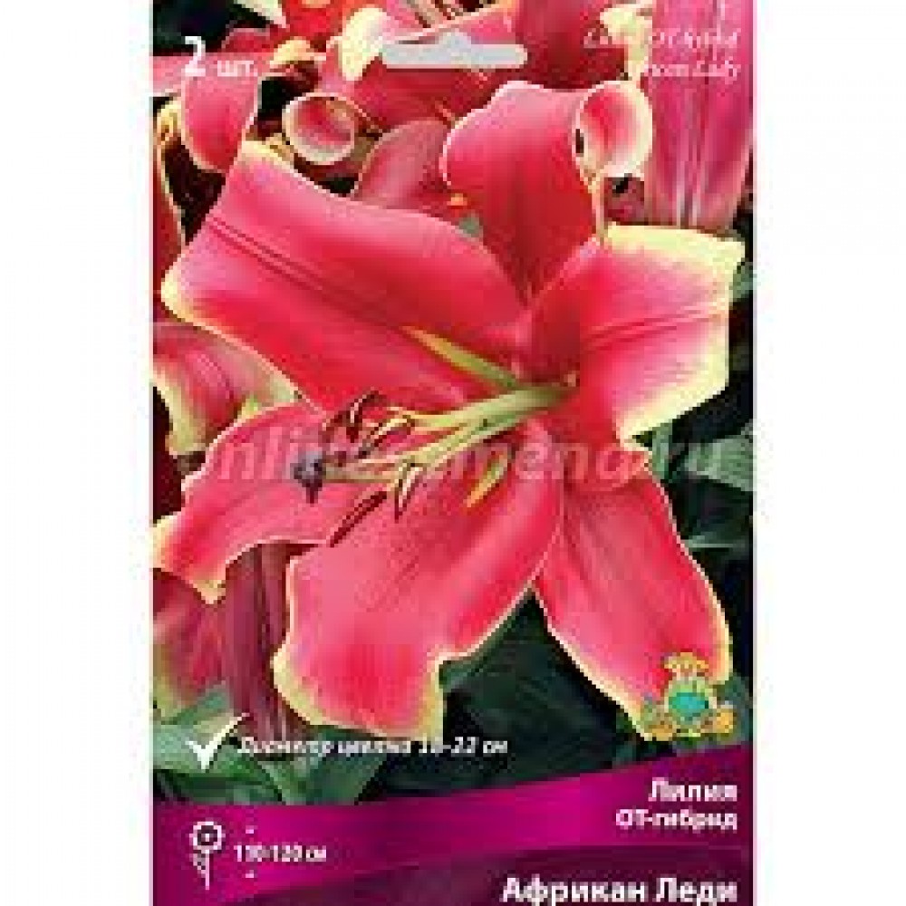 Лилия ОТ-гибрид Африкан Леди 2шт ЦО