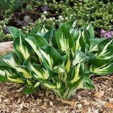 Хоста гибридная Стинг ЦО