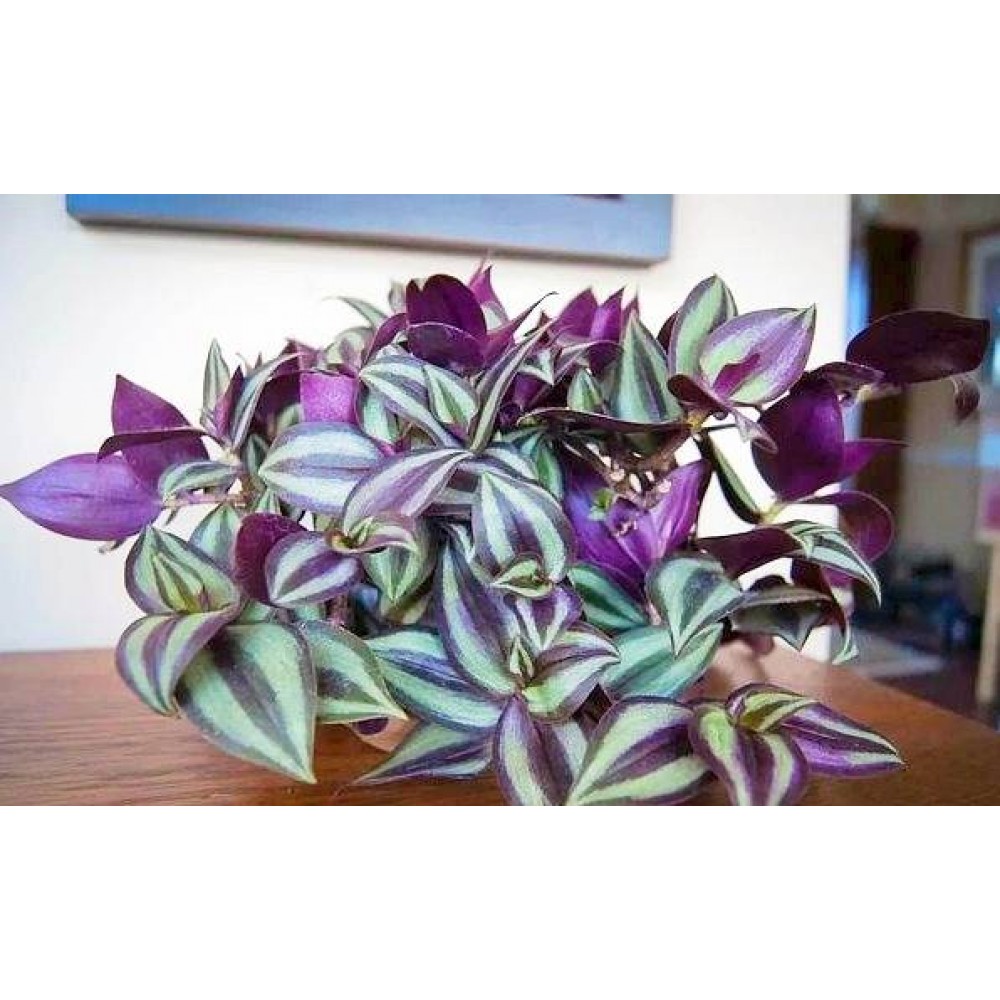 Растение Традесканция 