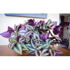 Растение Традесканция 