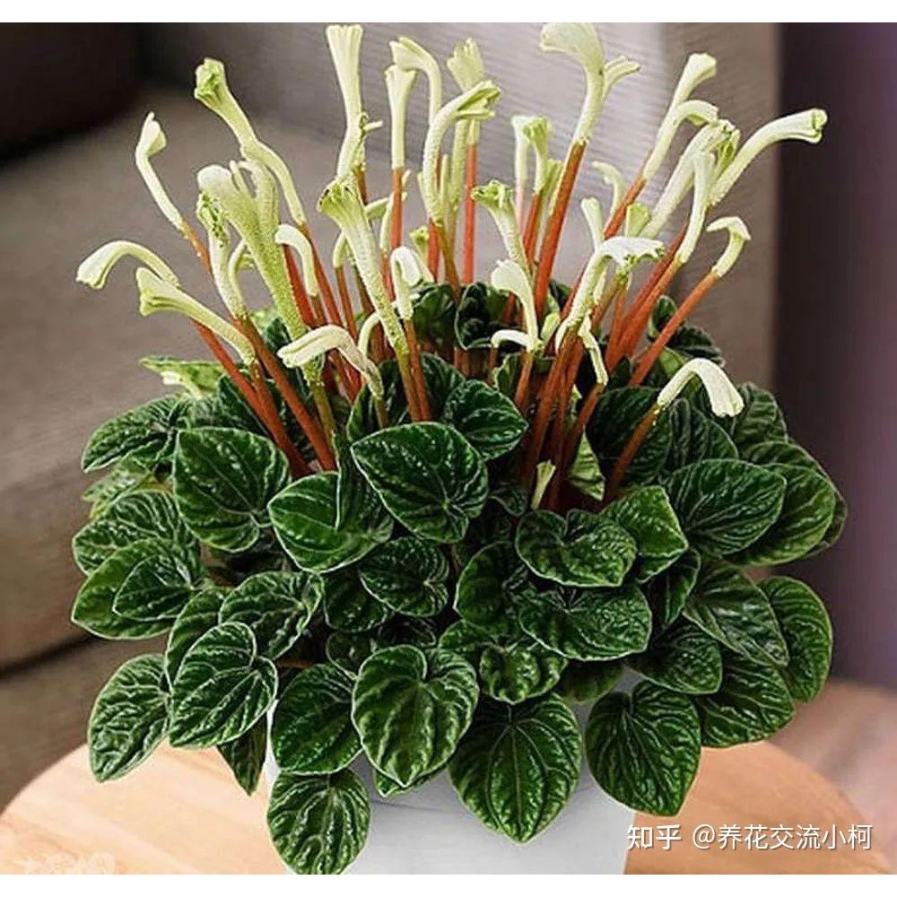 Растение Лавр 11х35см