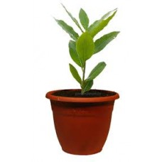 Растение Лавр 11х35см