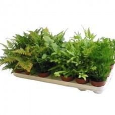 Растение папоротник микс 8х20см