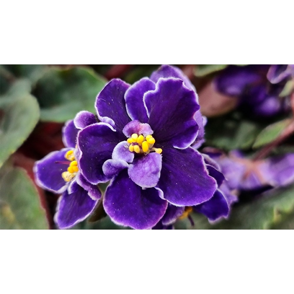 Растение папоротник микс 8х20см