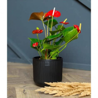 Кашпо Росси 4,4л с дренаж. черный