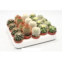 Растение Кактус микс 5х10см