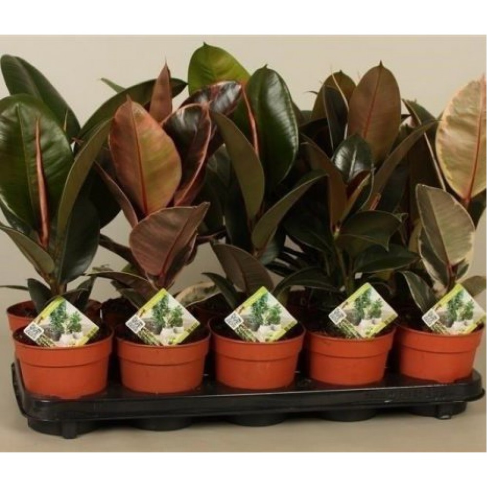 Растение Фикус эластика микс 17х60см