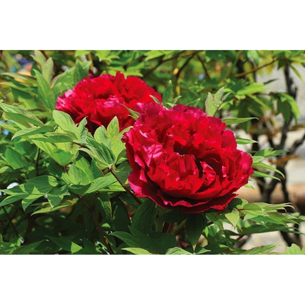 Пион древовидный Пурпурная ночь привитый (коробка)