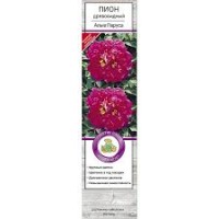 Пион древовидный Алые паруса привитый (коробка)