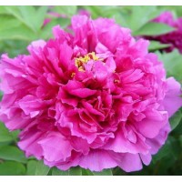 Пион древовидный Лиловая фантазия привитый (коробка)