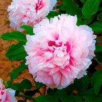 Пион древовидный Персик под снегом привитый (коробка)