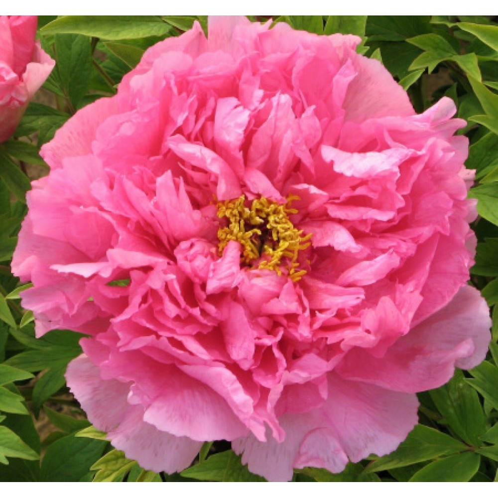 Пион древовидный Сестры Киао привитый (коробка)