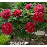 Пион древовидный Красный гигант корнесобств (коробка)