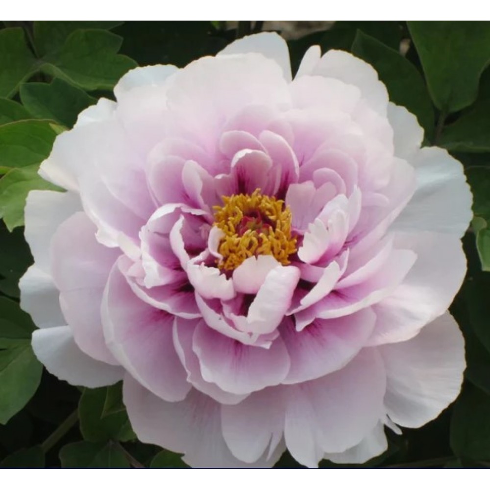 Пион древовидный Сапфир привитый (коробка)