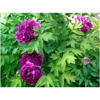 Пион древовидный Фиолетовый корнесобств (коробка)