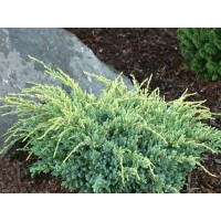 Можжевельник Холгер