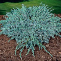 Можжевельник Блюкарпет