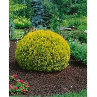 Туя Голден Глобе