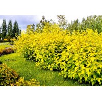 Пузыреплодник желтый