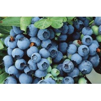 Голубика Чиппева ЗКС