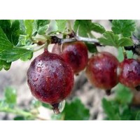 Крыжовник Финик ОКС