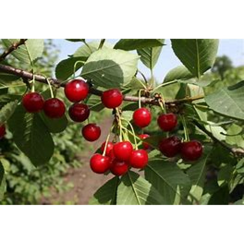 Черевишня Ивановна ОКС