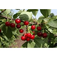 Черевишня Ивановна ОКС