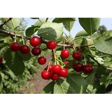 Черевишня Ивановна ОКС