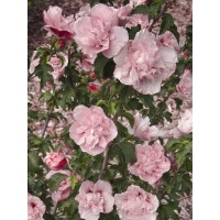 Гибискус сирийский Пинк Шифон ЗКС