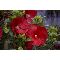 Гибискус травянистый Кренберри Краш ЗКС