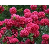 Рододендрон листопадный Homebush
