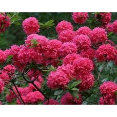 Рододендрон листопадный Homebush