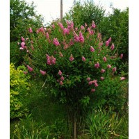 Спирея Билларда 