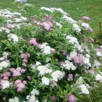 Спирея Широбана