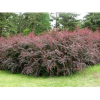 Барбарис оттавский Суперба