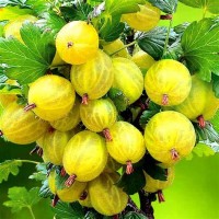 Крыжовник слабошиповатый Русский желтый ОКС