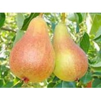 Груша Июньская ранняя ОКС