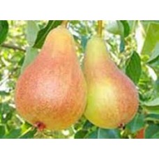 Груша Июньская ранняя ОКС