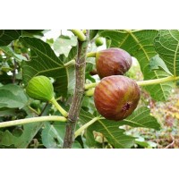 Инжир Турецкий коричневый ОКС